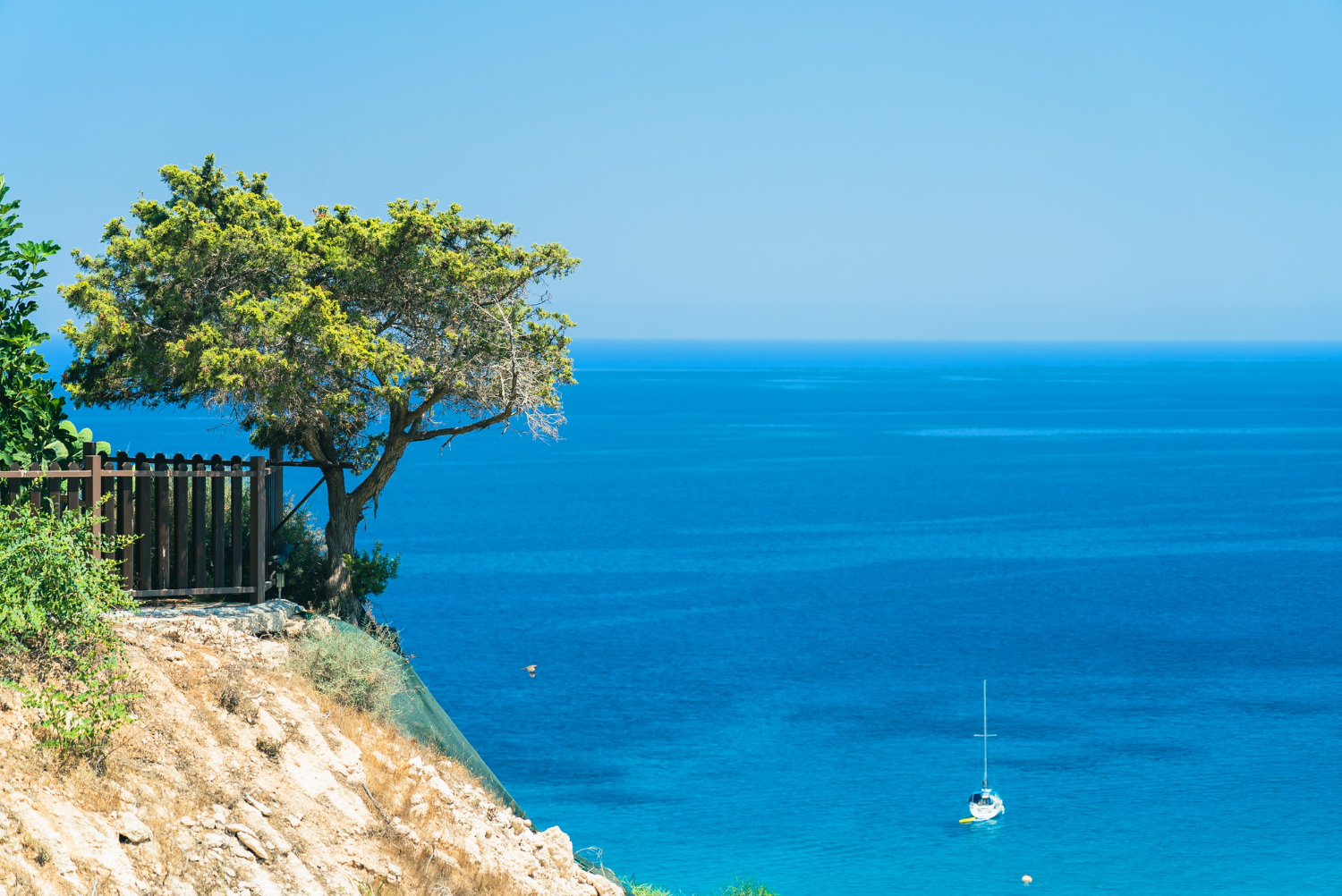beautiful olive tree cliff bright blue sea with boat near cape greco cyprus island mediterranean sea