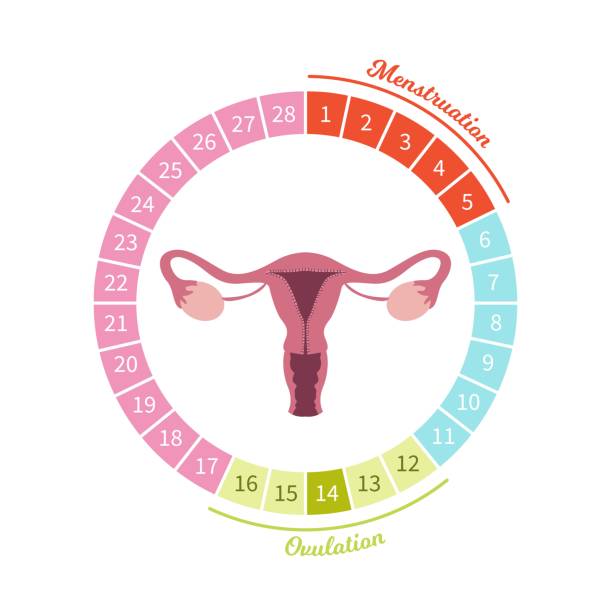  Regolarità del ciclo mestruale