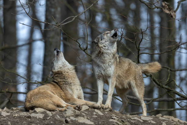 two canadian timberwolves howling in front of a forest.